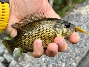 Rock Bass