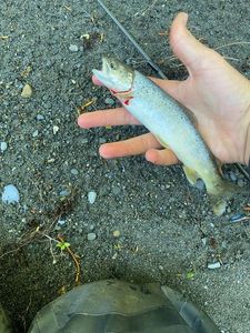 Brown Trout
