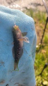 Round Goby