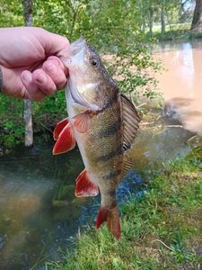 European Perch