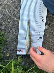 Zander