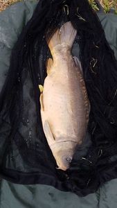 Leather Carp