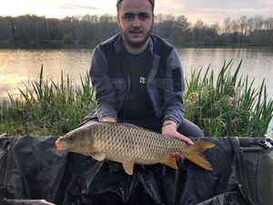Common Carp