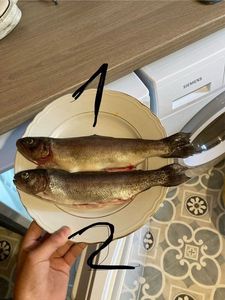 Rainbow Trout