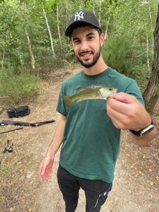 Smallmouth Bass