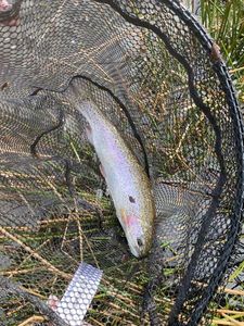 Rainbow Trout