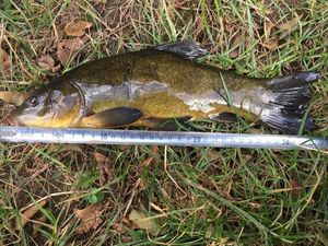 Tench