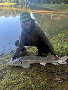 Sturgeon