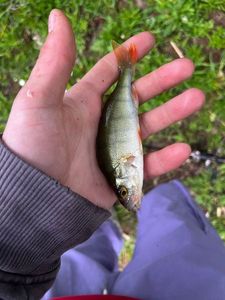 European Perch