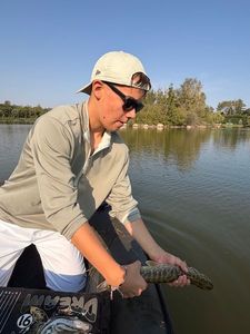 Northern Pike