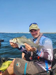 European Bass (Seabass)
