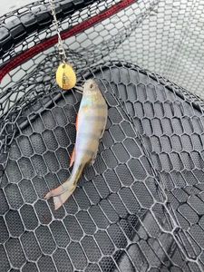European Perch