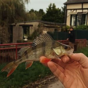 European Perch