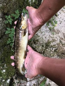 Brown Trout