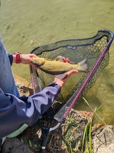 Tench