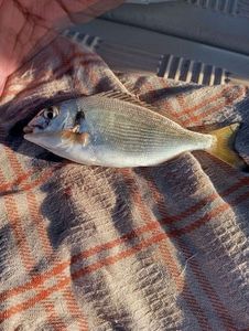 Gilthead Seabream