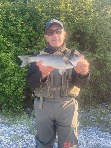 European Bass (Seabass)
