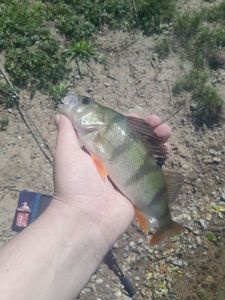 European Perch