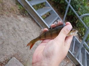 European Perch