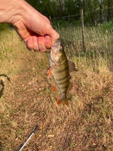 European Perch
