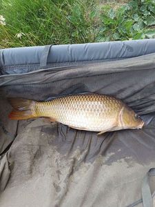 Common Carp