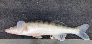 Zander