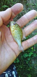 Pumpkinseed