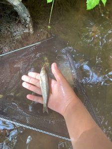 Grayling