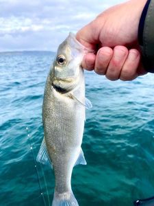 European Bass (Seabass)