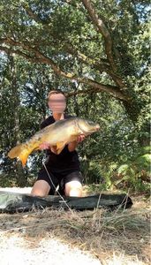 Mirror Carp