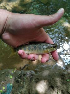 Brown Trout