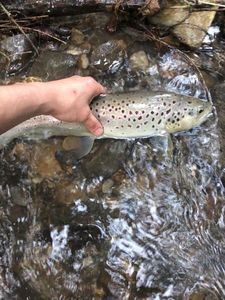Brown Trout
