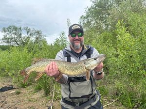 Northern Pike