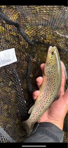 Brown Trout