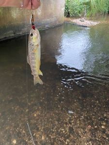 Brown Trout