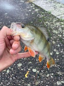 European Perch