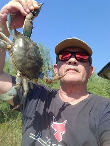 Crabe bleu