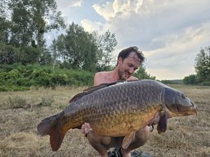 Common Carp