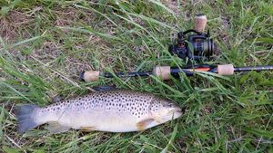 Brown Trout