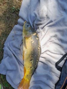 Mirror Carp