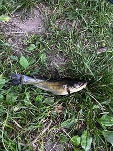 Black Bullhead