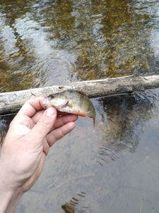 European Perch
