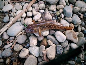 Giant Goby