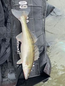 Zander