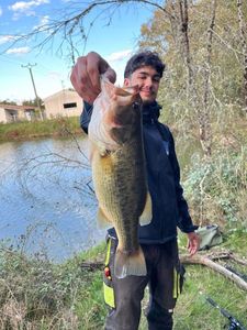 Largemouth Bass