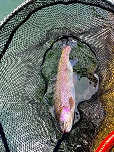 Rainbow Trout