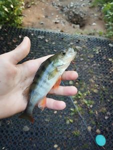 European Perch