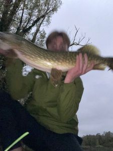 Northern Pike