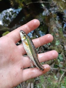 Common Minnow