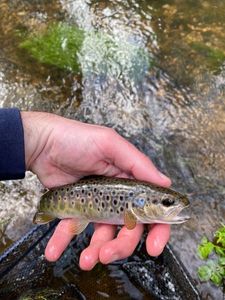 Brown Trout